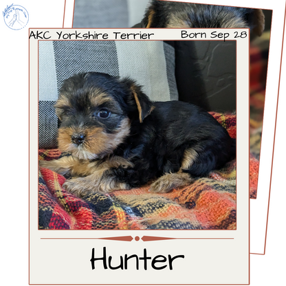 YORKSHIRE TERRIER (09/28) MALE