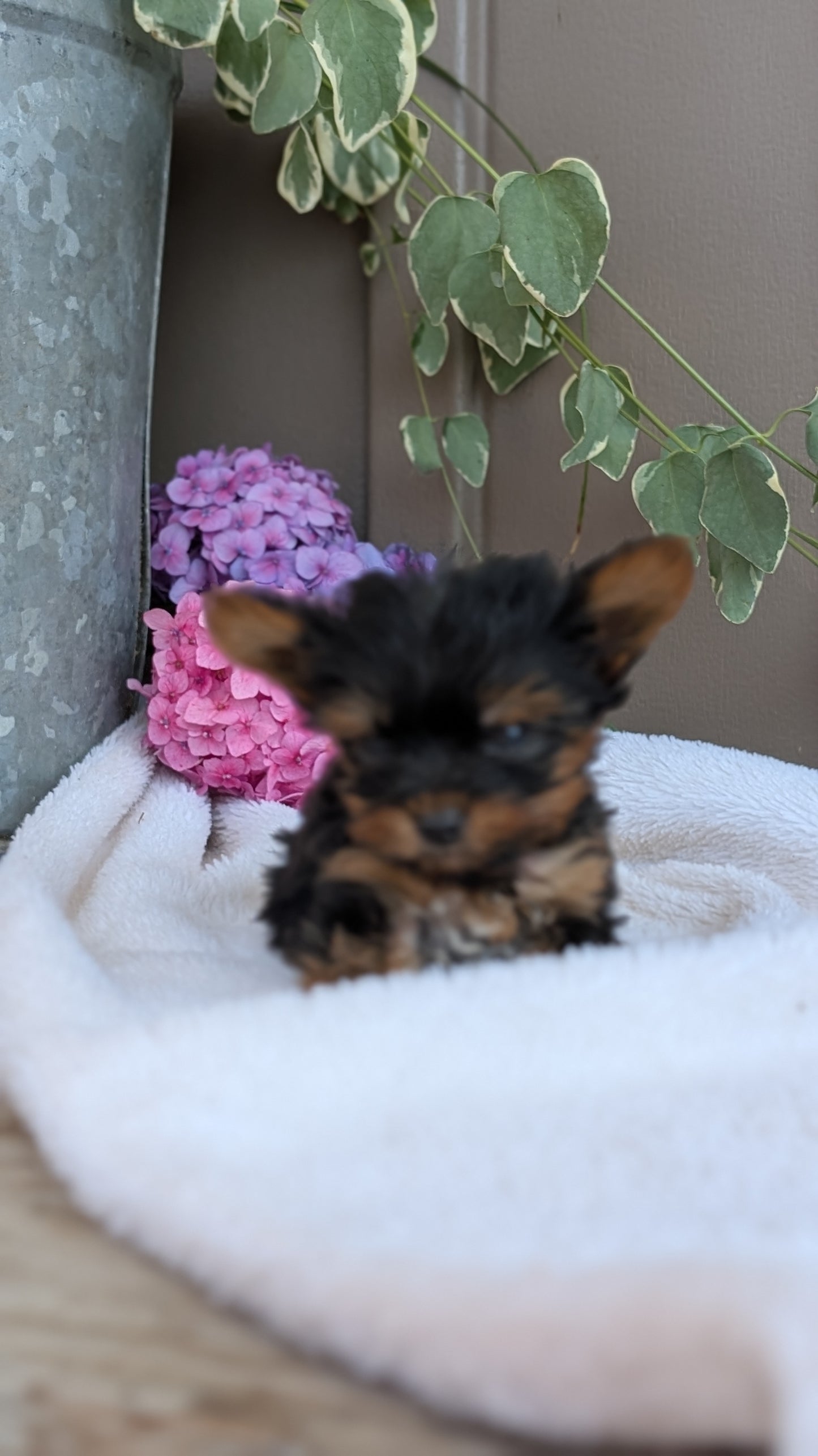 YORKSHIRE TERRIER (06/05) MALE