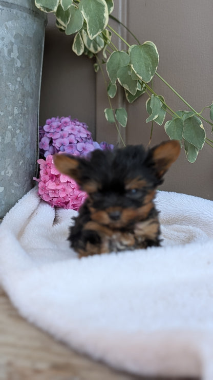 YORKSHIRE TERRIER (06/05) MALE