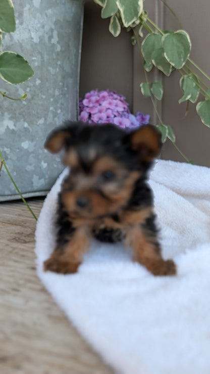 YORKSHIRE TERRIER (06/05) MALE