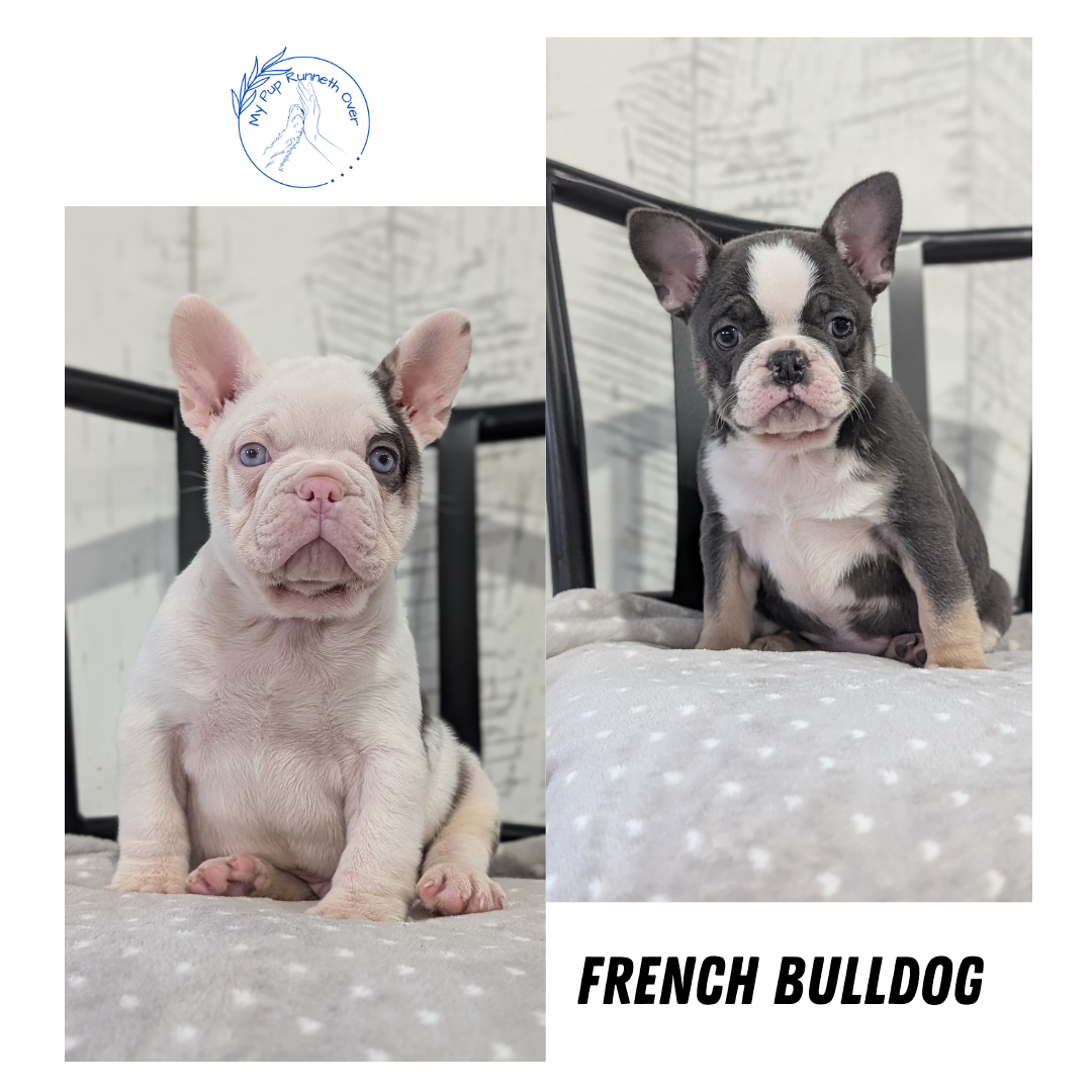 FRENCH BULLDOG (NOV 18) MALE