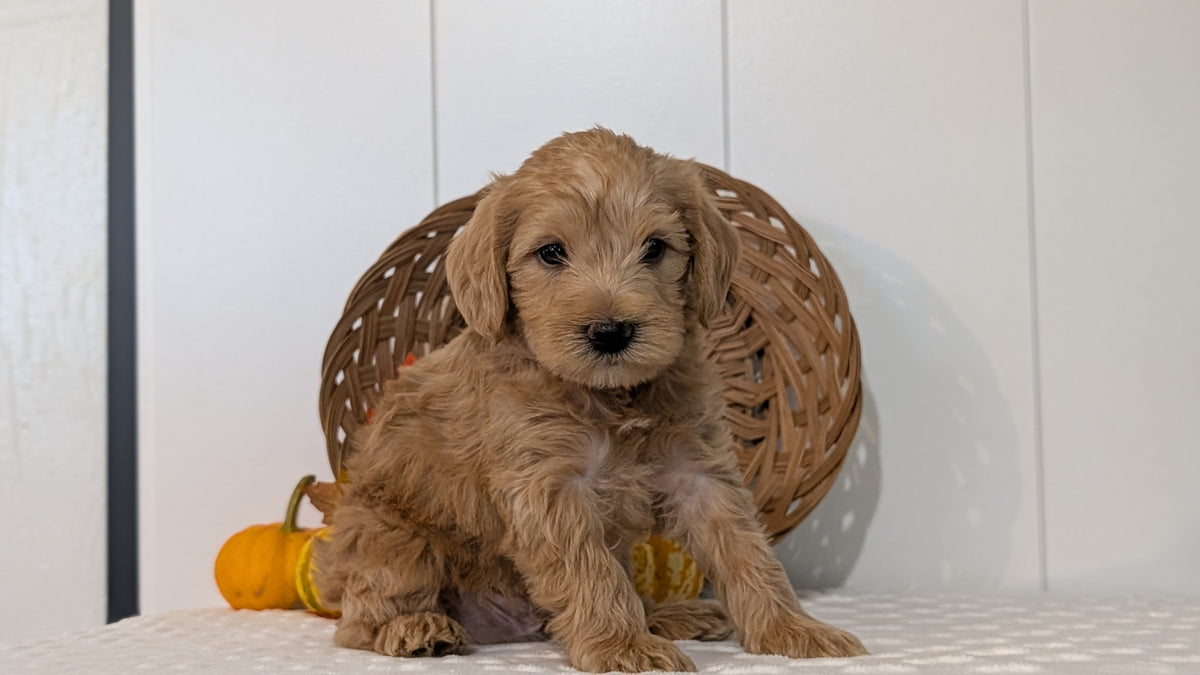 SCHNOODLE (SEP 03) 4 FEMALES/3 MALES