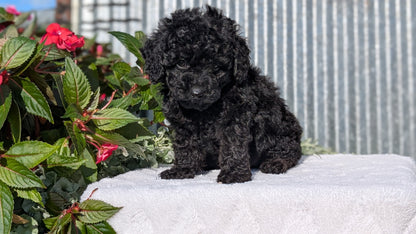 TOY POODLE (07/06) FEMALE