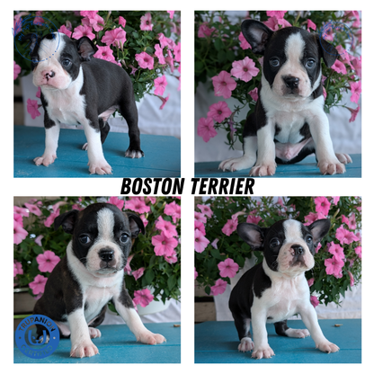BOSTON TERRIER (06/29) MALE