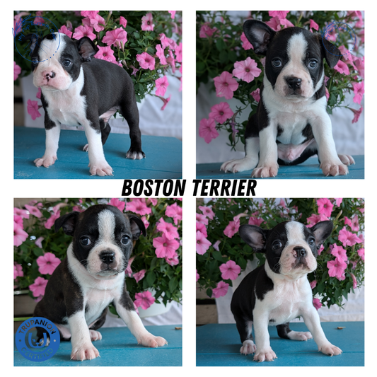 BOSTON TERRIER (06/29) MALE