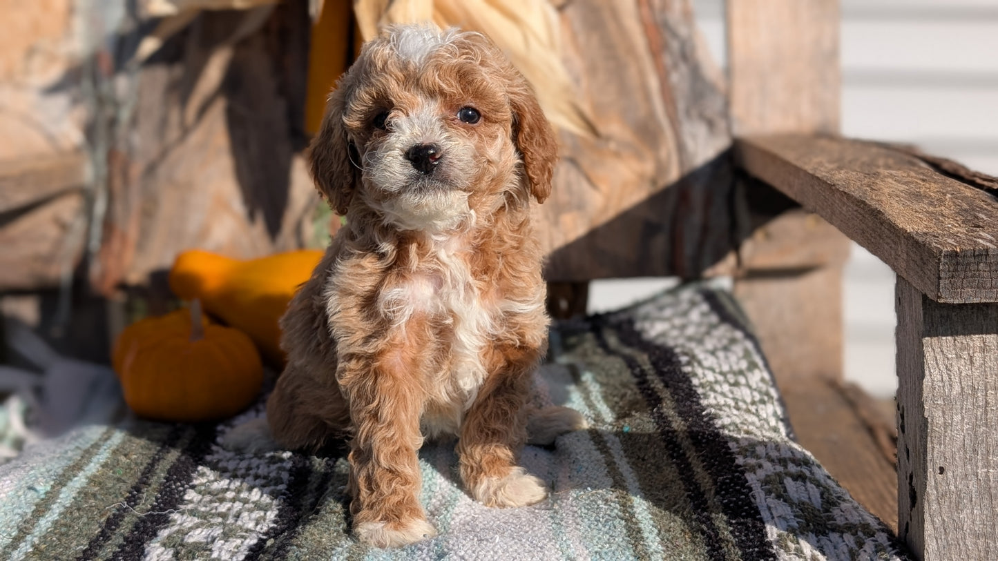 CAVAPOO (OCT 02) FEMALE