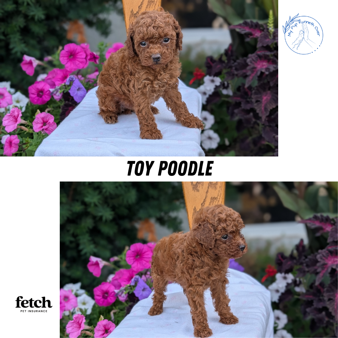 TOY POODLE (JUN 09) MALE
