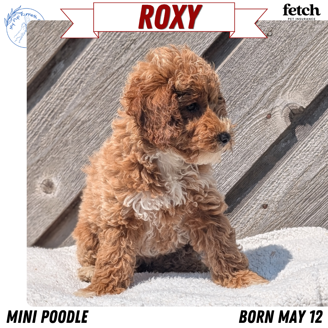 MINI POODLE (MAY 12) FEMALES
