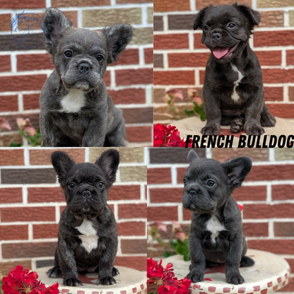 FRENCH BULLDOG (MAR 09) FEMALES