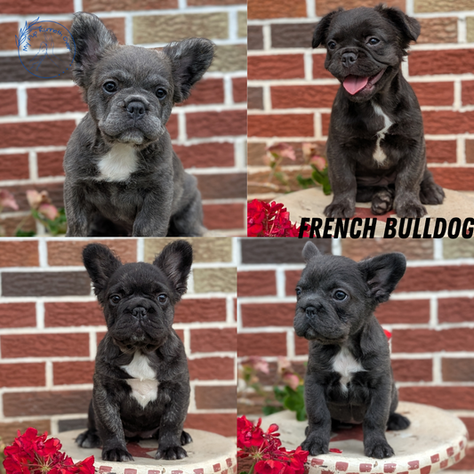 FRENCH BULLDOG (MAR 09) FEMALES