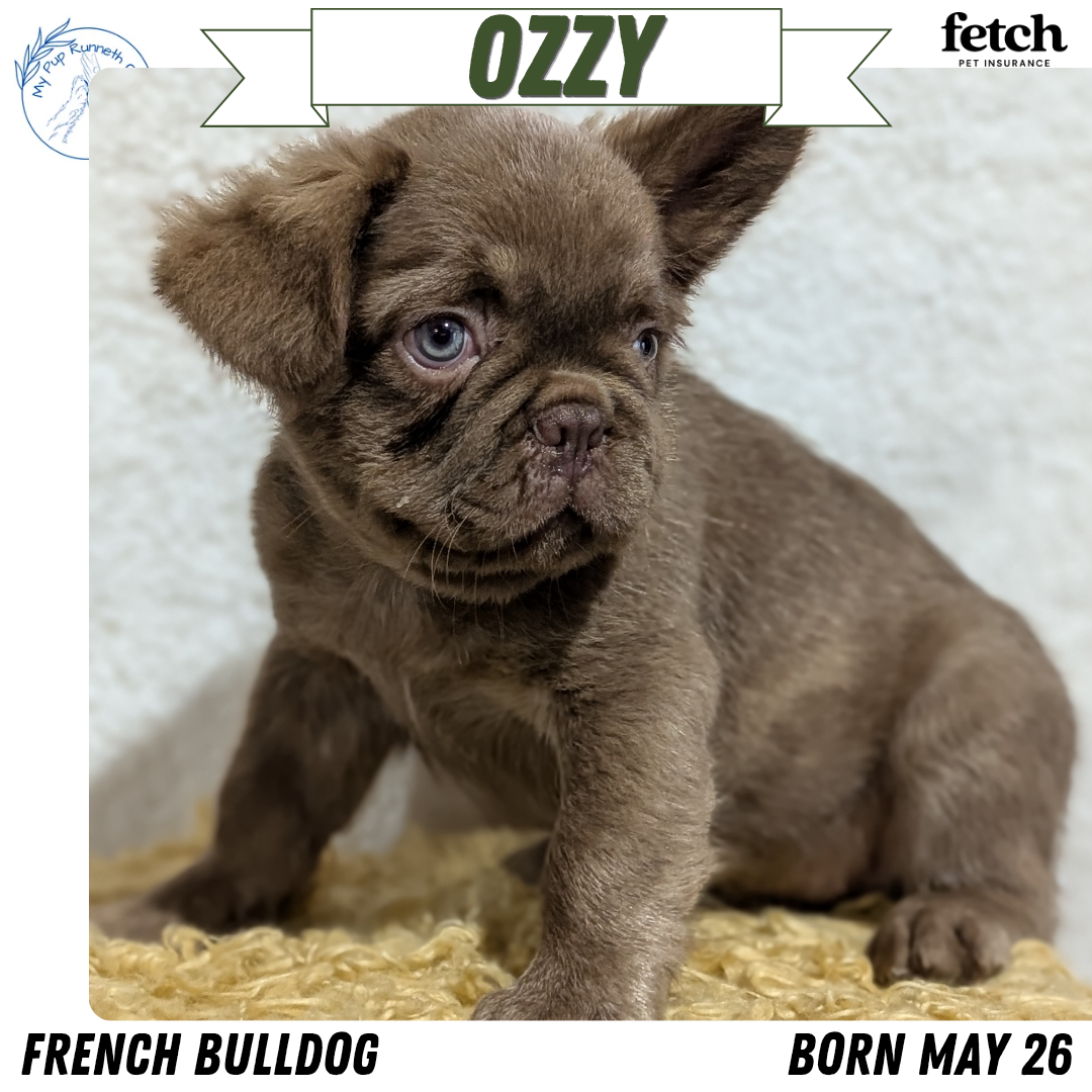 FRENCH BULLDOG (MAY 26) MALE