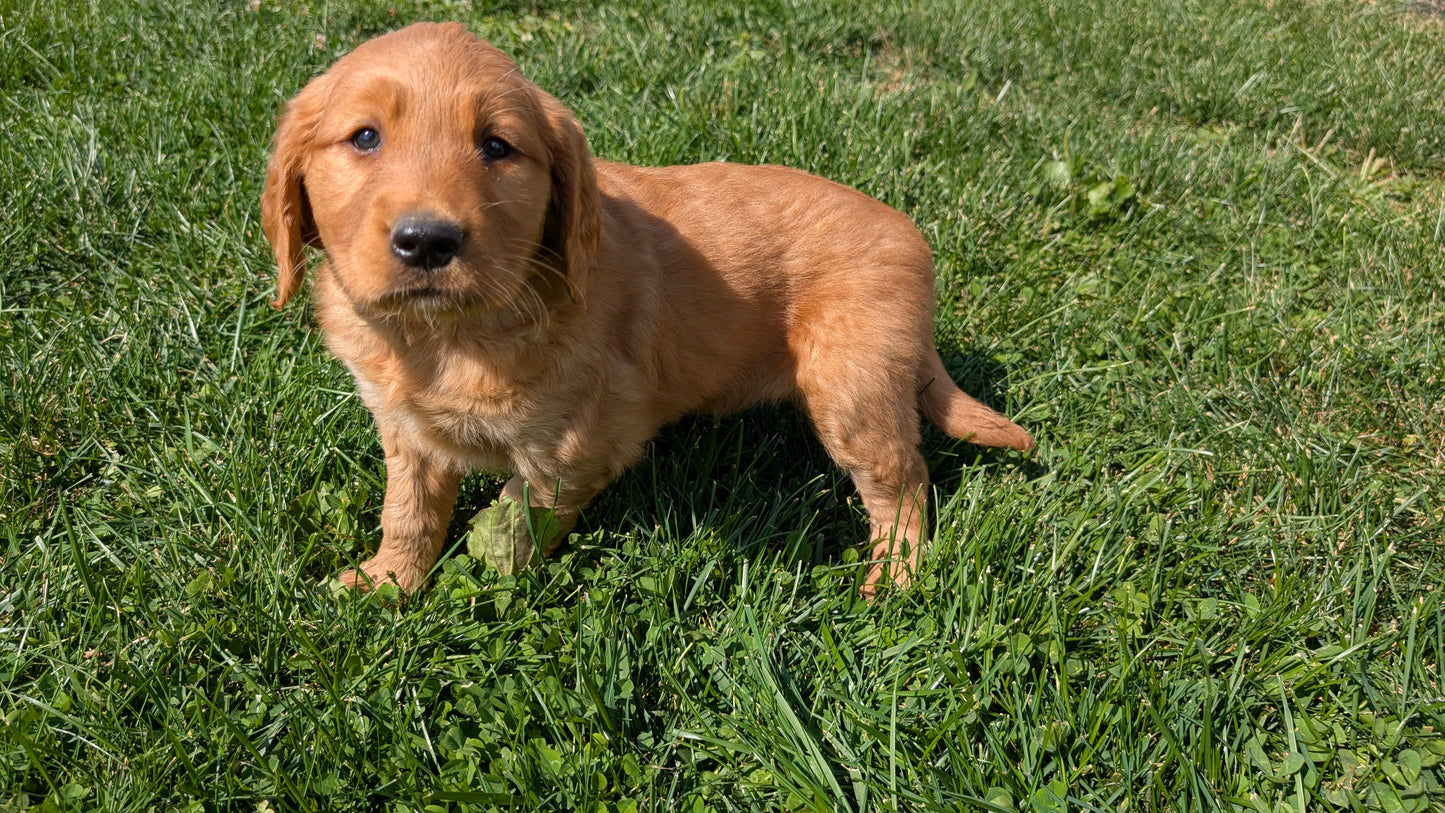 GOLDEN RETRIEVER (07/24) FEMALE