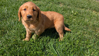 GOLDEN RETRIEVER (07/24) FEMALE