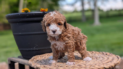 MINI POODLE (APR 03) FEMALES