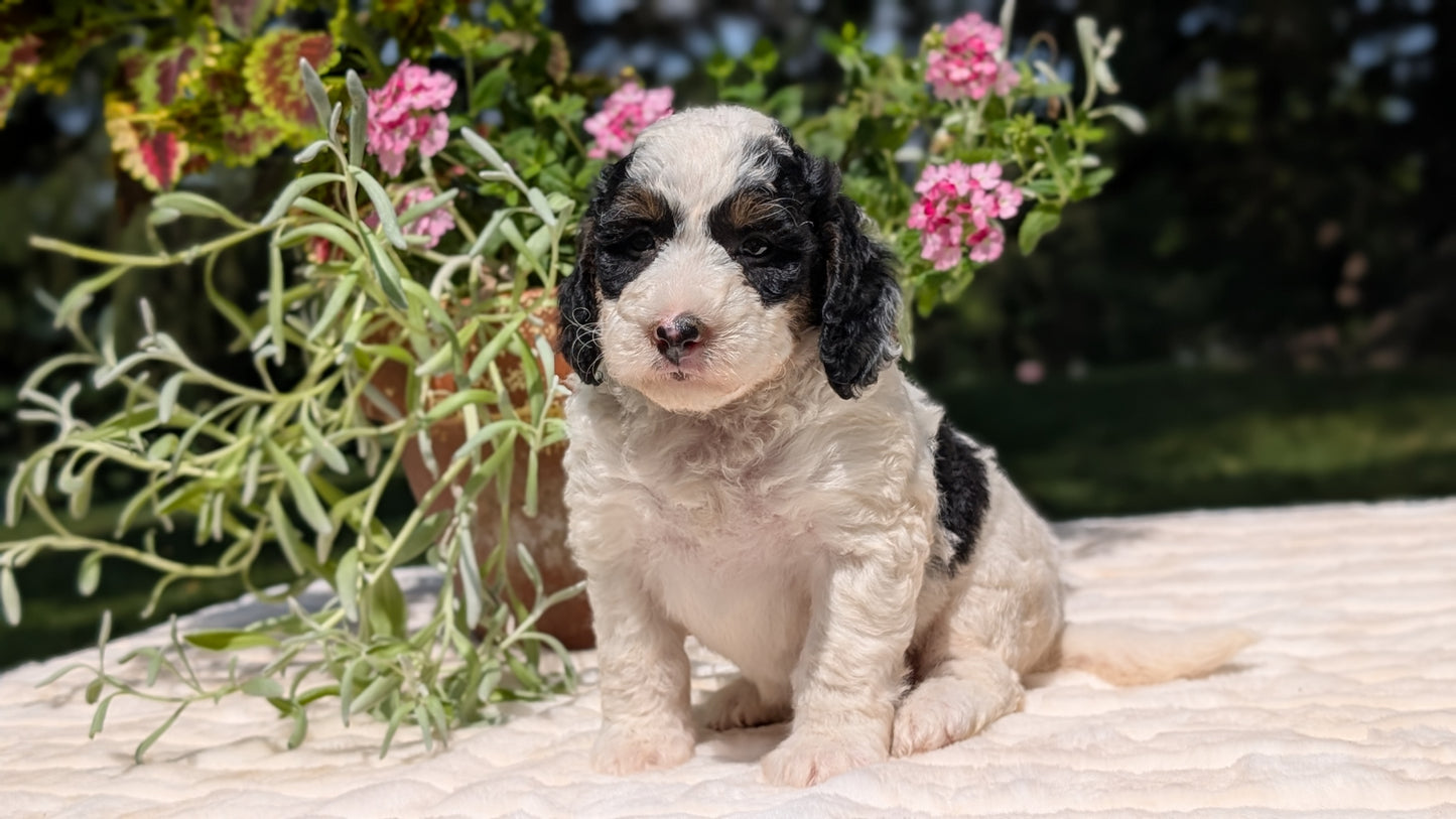 MINI BERNEDOODLE (06/11) FEMALE