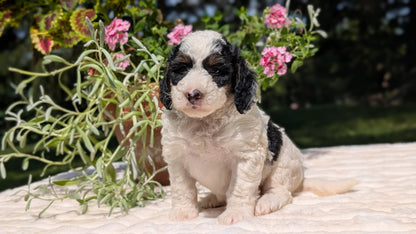 MINI BERNEDOODLE (06/11) FEMALE