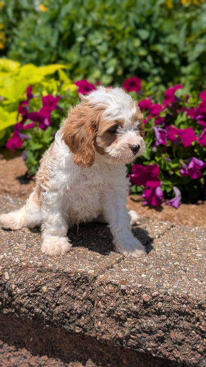 CAVAPOO (MAY 18) MALE