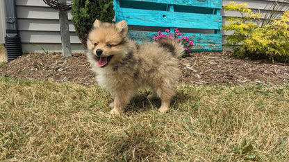 POMERANIAN (04/15) MALE