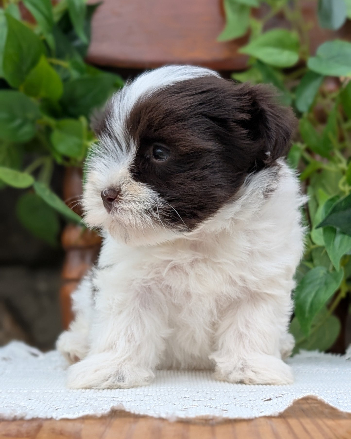 HAVANESE (APR 09) FEMALE
