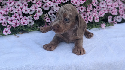 MINI DACHSHUND (JUN 04) MALE