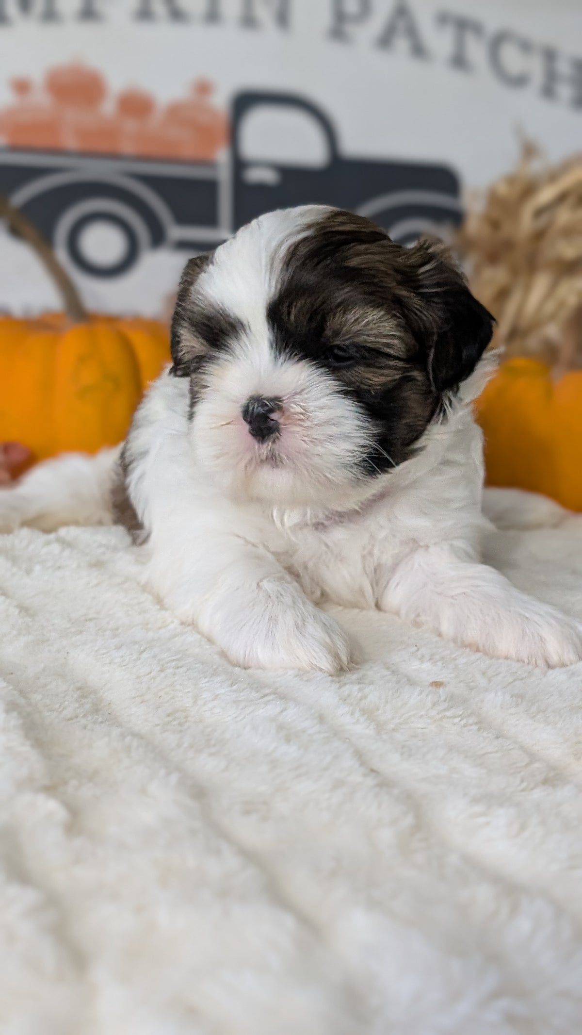 SHIH TZU (AUG 17) 2 FEMALES/3 MALES