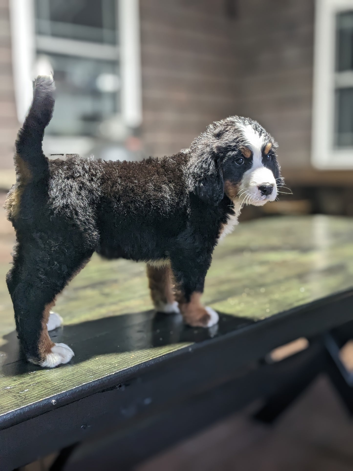 BERNESE MOUNTAIN DOG (03/21) MALE