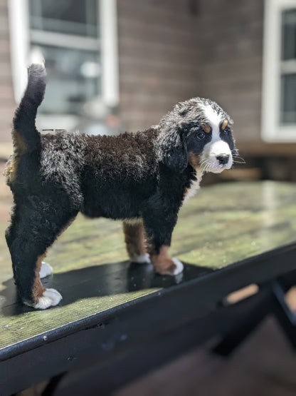 BERNESE MOUNTAIN DOG (03/21) MALE