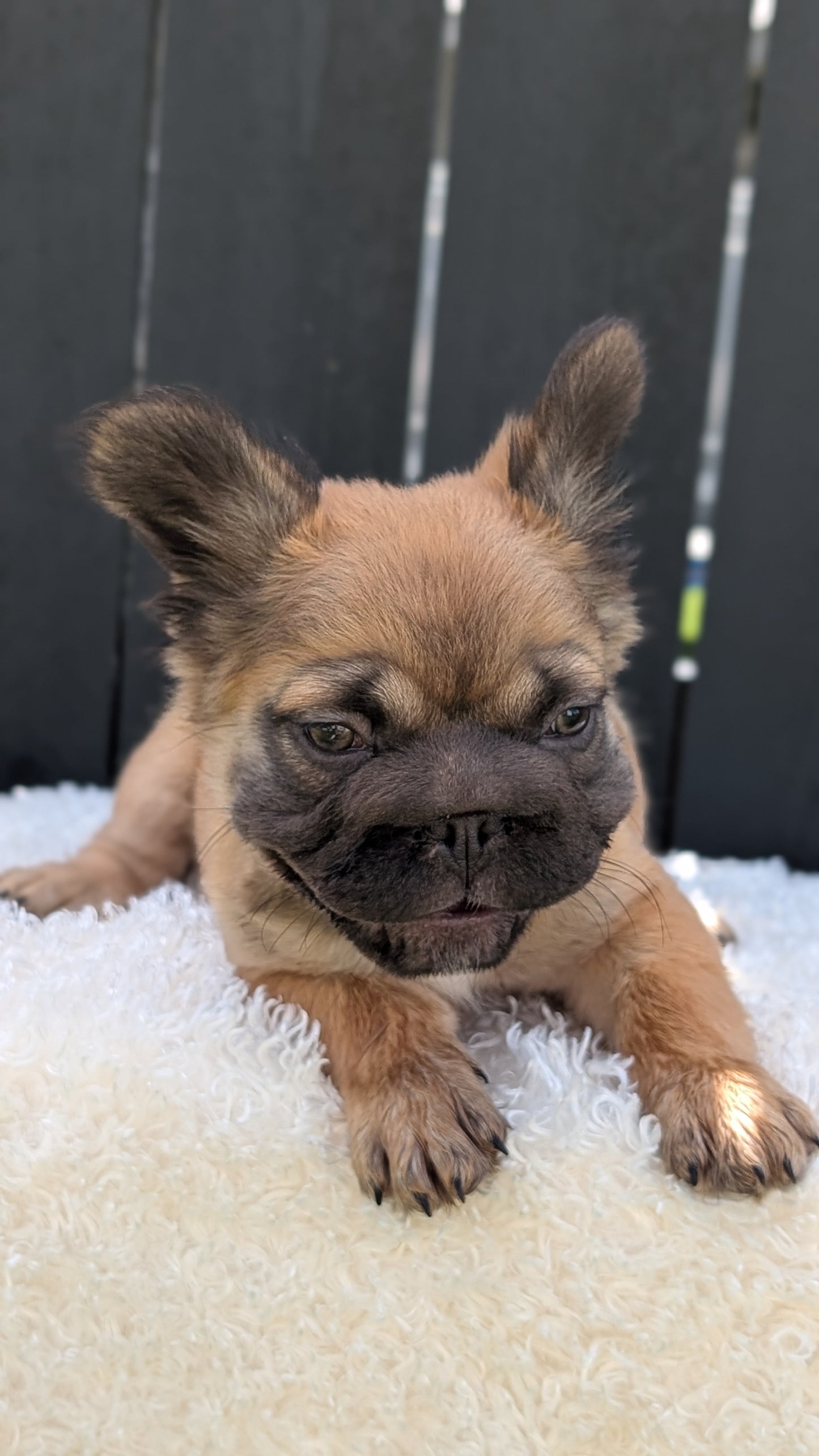 FRENCH BULLDOG (MAY 26) FEMALE