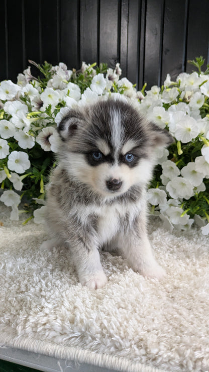 POMSKY (04/01) MALE