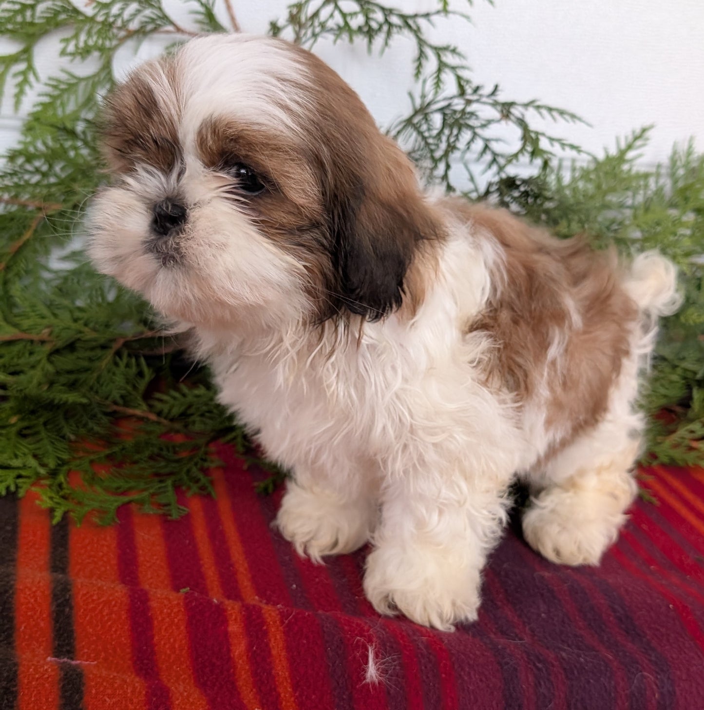 SHIH TZU (SEP 30) MALES