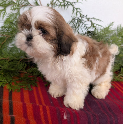 SHIH TZU (SEP 30) MALES