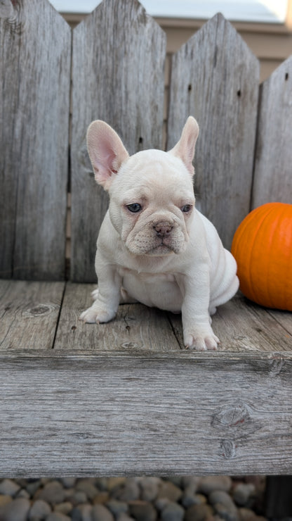 FRENCH BULLDOG (09/09) FEMALE