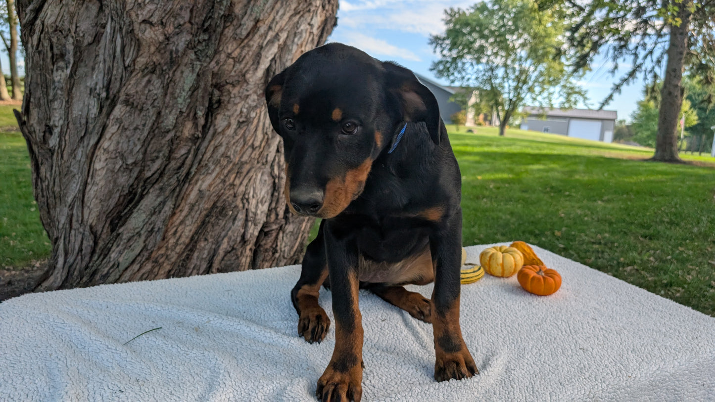 ROTTWEILER (05/28) FEMALE