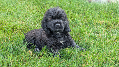 COCKER SPANIEL (05/01) MALE