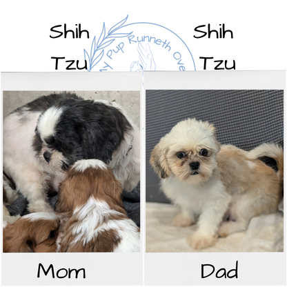 SHIH TZU (10/08) MALE
