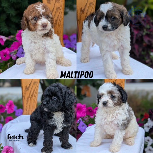 MALTIPOO (JUN 11) MALES