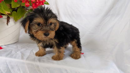 YORKSHIRE TERRIER (06/14) MALE
