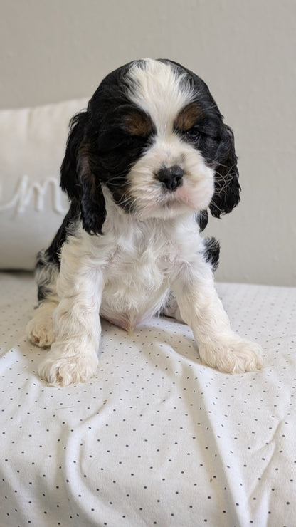COCKER SPANIEL (02/14) MALE