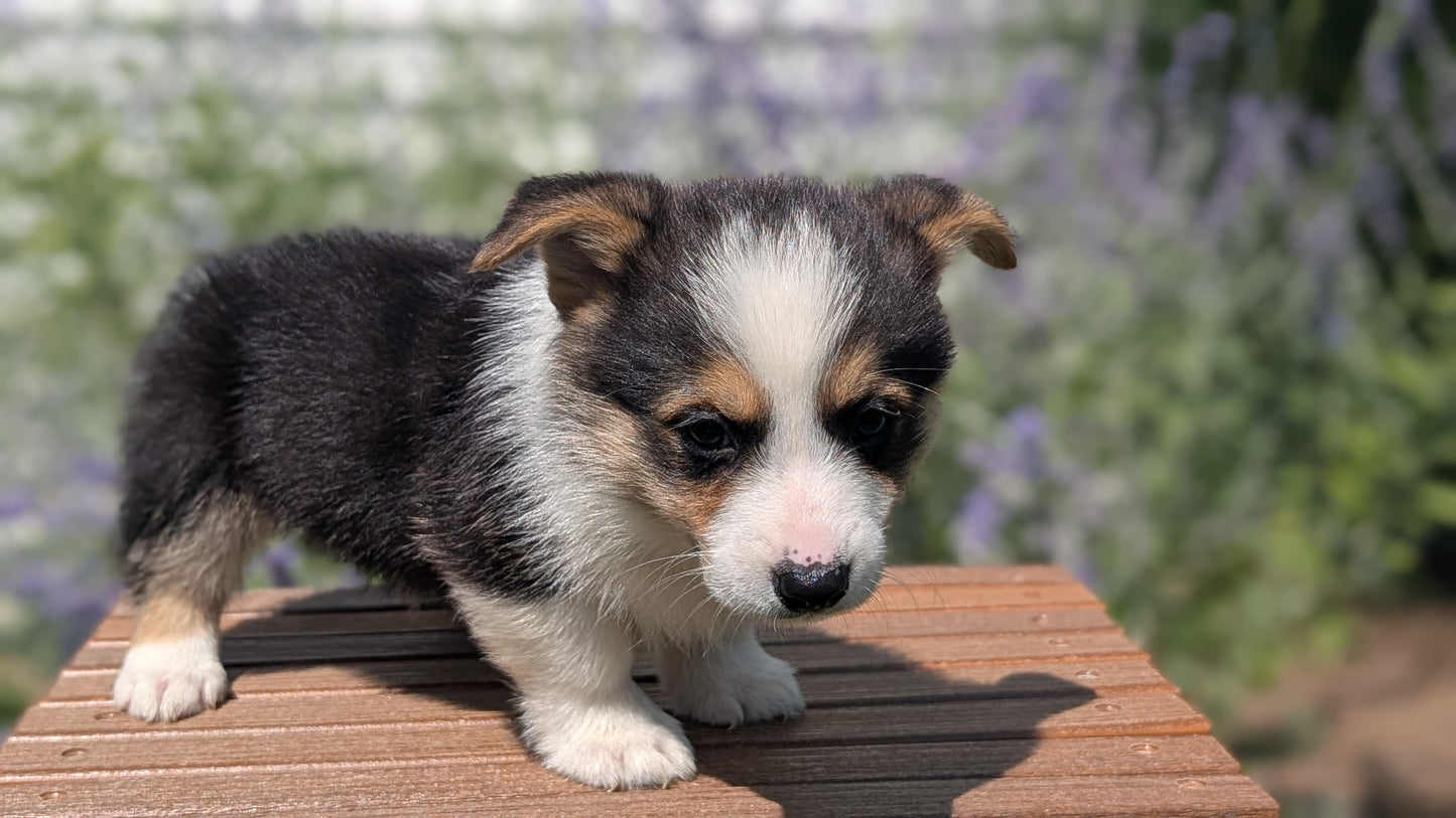 CORGI (JUN 08) MALES