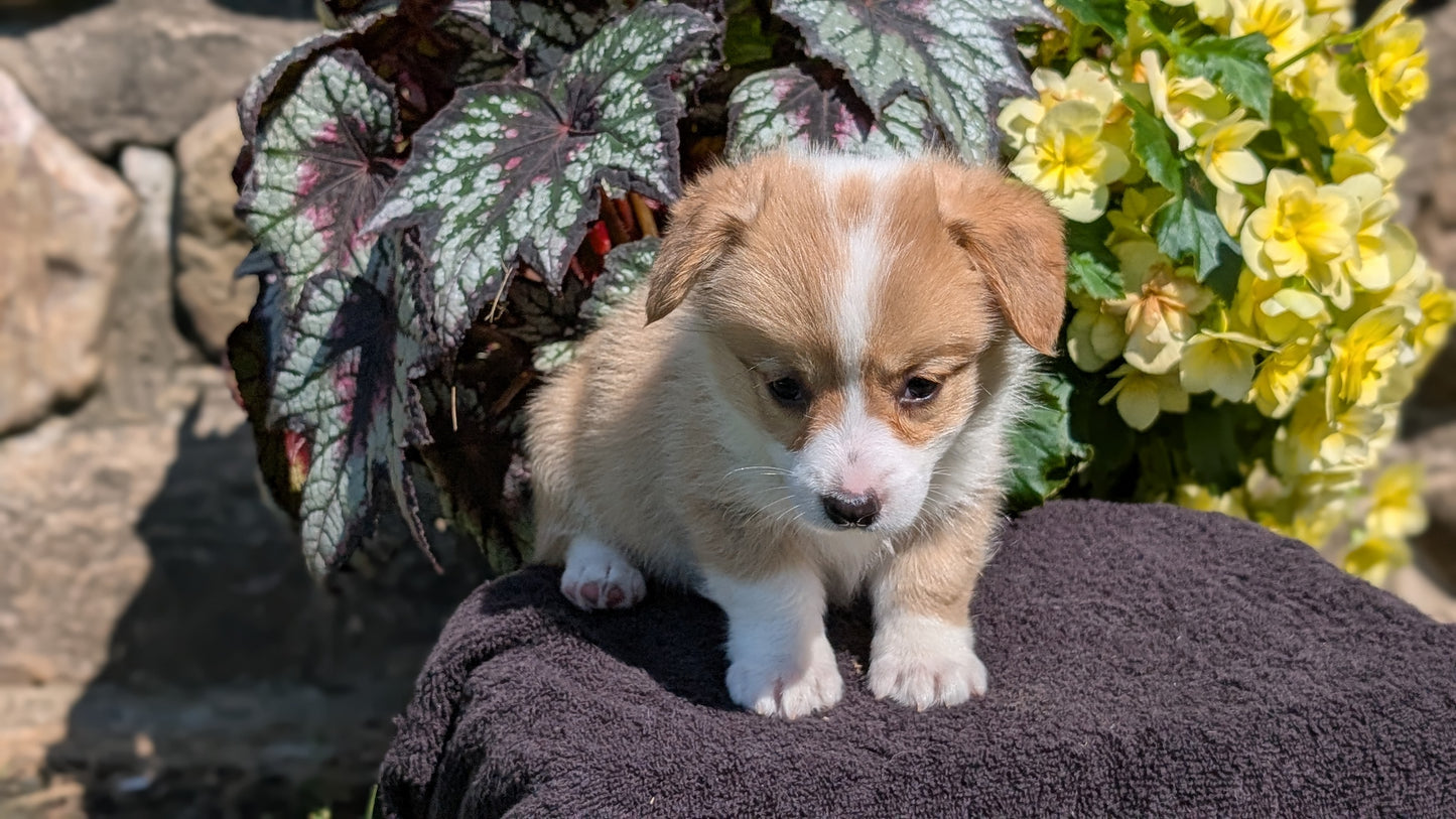 CORGI (JUL 13) 2 FEMALES/3 MALES
