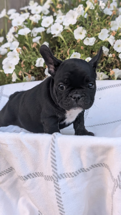 FRENCH BULLDOG (07/15) MALE
