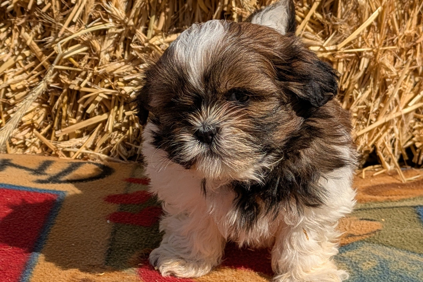 SHIH TZU (02/01) MALE
