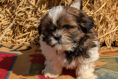 SHIH TZU (02/01) MALE