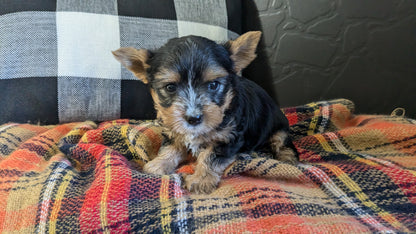 YORKSHIRE TERRIER (09/28) MALE