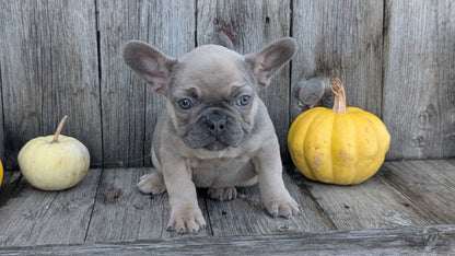 FRENCH BULLDOG (09/09) FEMALE
