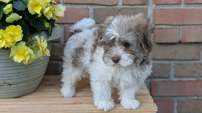 HAVANESE (APR 09) MALES