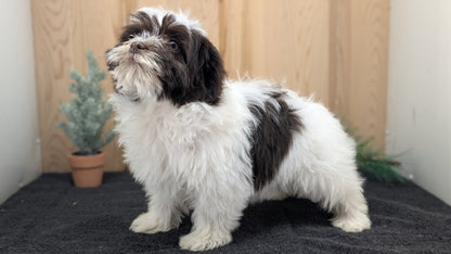HAVANESE (09/13) FEMALE