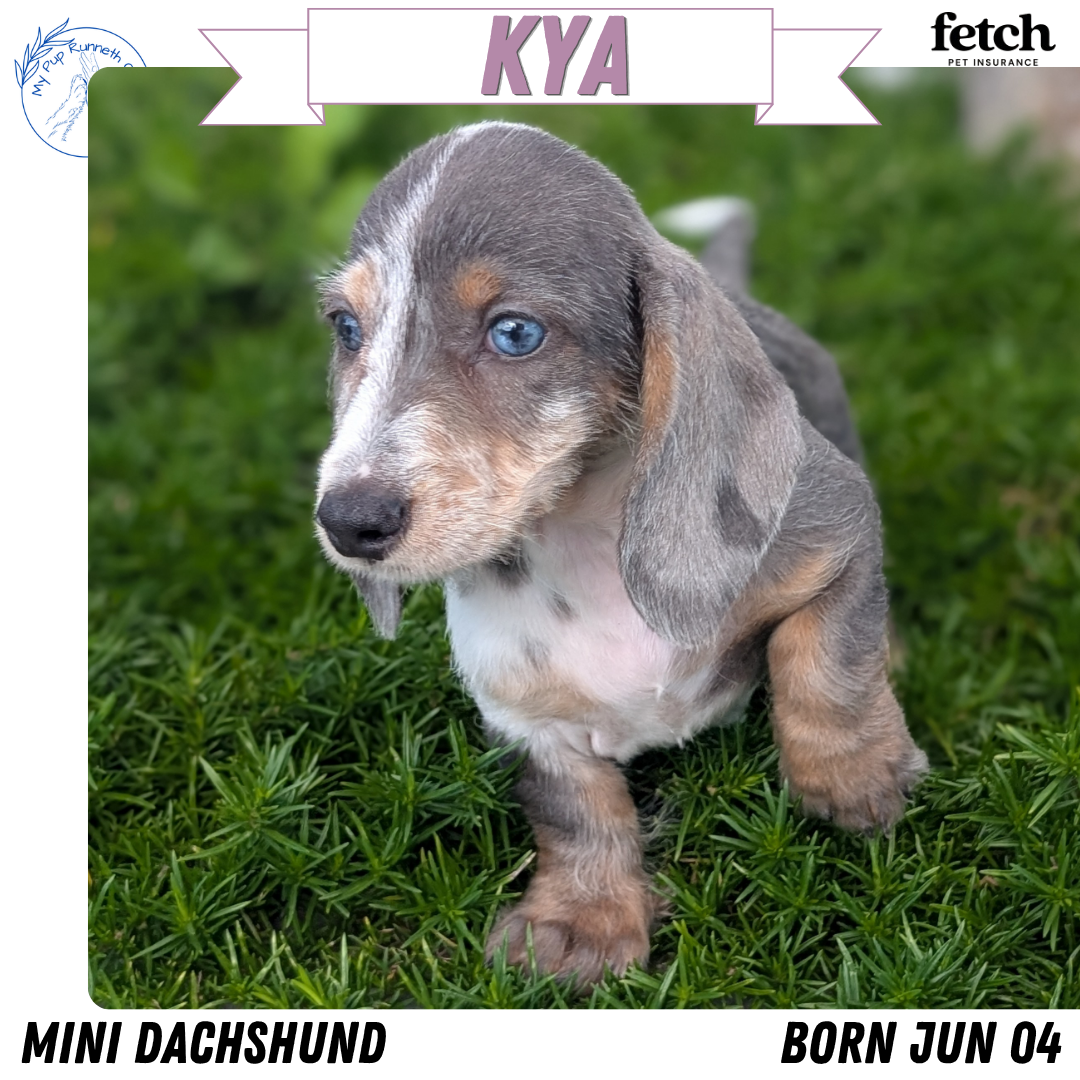 MINI DACHSHUND (JUN 04) FEMALES