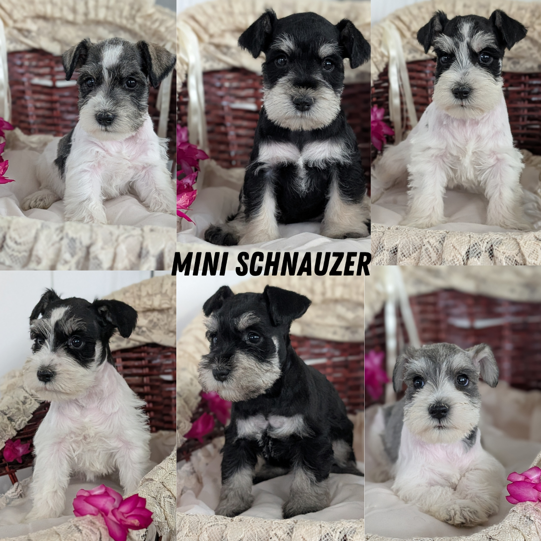 MINI SCHNAUZER (JAN 10) MALES