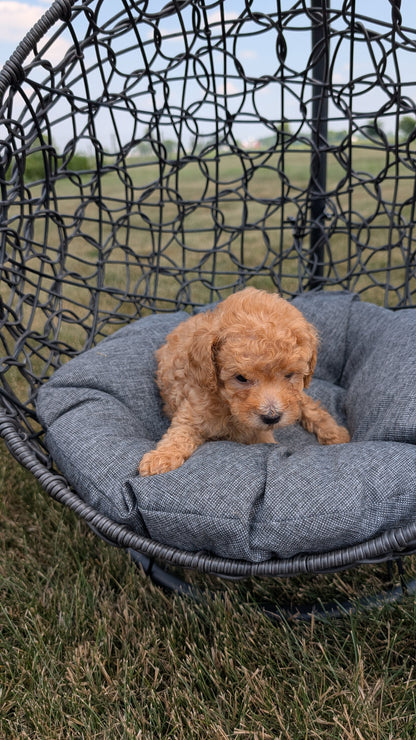 TOY POODLE (05/31) MALE